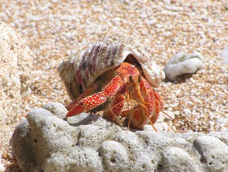 Hermit Crab, Lakena